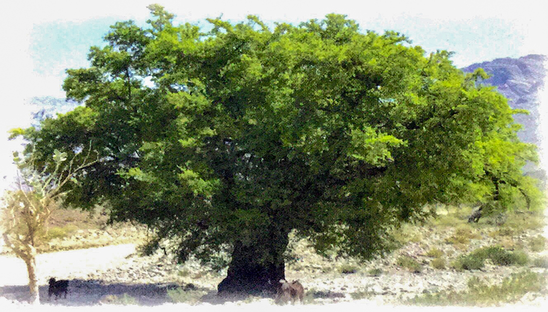 شجرة القمح