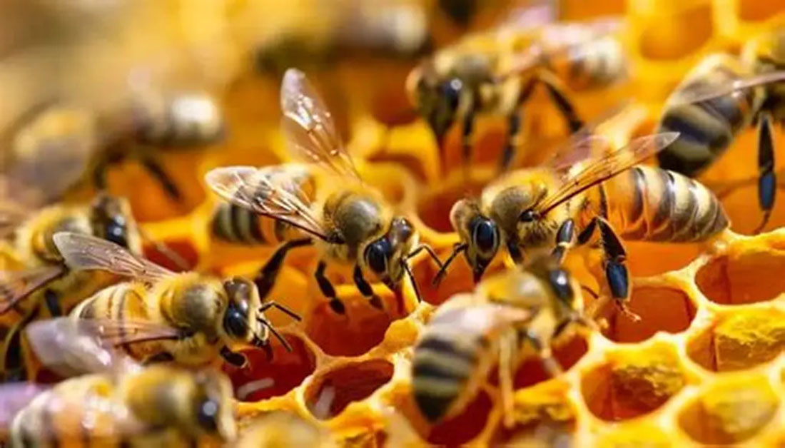 من زهرة إلى خلية... مملكة النحل حكاية حياة من قطرة عسل