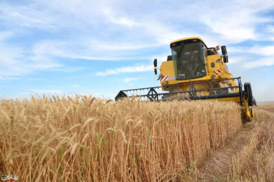 Kerbela’da buğday üretimi rekor seviyeye ulaştı